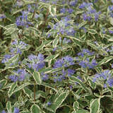 Caryopteris clandonensis 'White Surprise' - Buntlaubige Bartblume