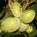 Asimina triloba 'Georgia' - Pawpaw, Indianerbanane