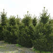 Picea abies 'Will's Zwerg': Bild 2/2