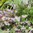 Deutza 'Yuki Cherry Blossom': Bild 4/5