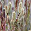 Salix gracilistyla 'Melanocstachys': Bild 2/3