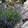 Lavandula angustifolia 'Dwarf Blue': Bild 1/2