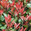 Photinia fraseri 'Little Red Robin': Bild 2/2