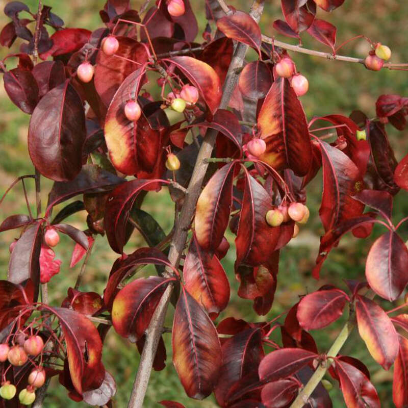 Spindelstrauch - Euonymus grandiflorus