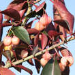 Euonymus grandiflorus: Bild 3/4