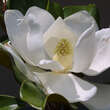 Magnolia grandiflora 'Edith Bogue': Bild 2/3