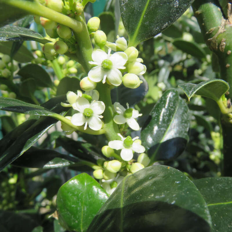 Stechpalme Ilex Aquifolium J C Van Tol