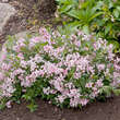 Deutza 'Yuki Cherry Blossom': Bild 5/5