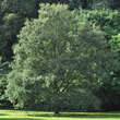 Quercus libani: Bild 3/3