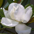 Magnolia grandiflora 'Edith Bogue': Bild 3/3