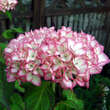 Hydrangea macrophylla 'Mirai': Bild 2/2