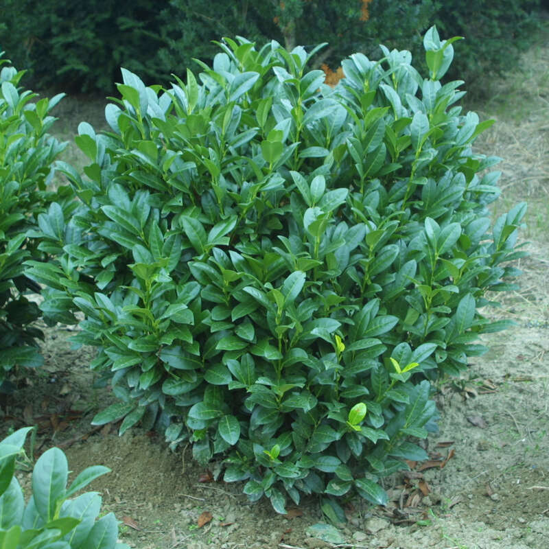 Kirschlorbeer Prunus Laurocerasus Compacta Weiss