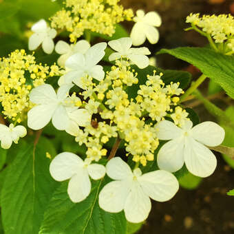 Viburnum plicatum 'Kilimandjaro'