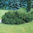 Pinus mugo 'Hesse': Bild 1/2