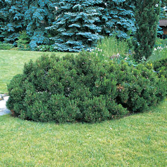 Pinus mugo 'Hesse'