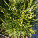 Taxus baccata 'Zwergball' - Zwergeibe, Kugeleibe