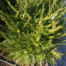 Taxus baccata 'Zwergball' - Zwergeibe, Kugeleibe