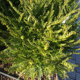 Taxus baccata 'Zwergball' - Zwergeibe, Kugeleibe