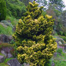 Chamaecyparis obtusa 'Aurora' - Gold-Muschelzypresse