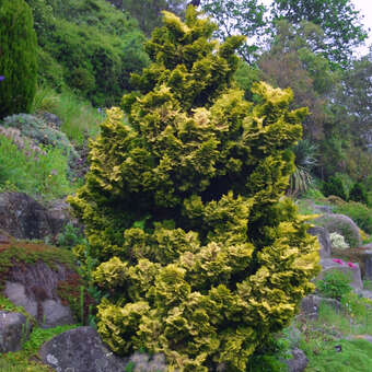 Chamaecyparis obtusa 'Aurora'