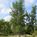 Ginkgo biloba 'Fastigiata' - Säulen-Ginkgo