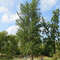 Säulen-Fächerblattbaum