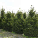 Picea abies 'Wills's Zwerg' - Zwergfichte