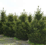 Picea abies 'Wills's Zwerg' - Zwergfichte