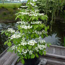 Viburnum plicatum 'Kilimandjaro' - Pyramiden-Schneeball