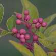Zanthoxylum simulans perforatum: Bild 5/7