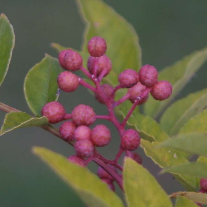 Täuschende Stachelesche Zanthoxylum simulans perforatum gelb