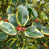 Ilex aquifolium 'Golden van Tol' - Gelbbunte Stechpalme