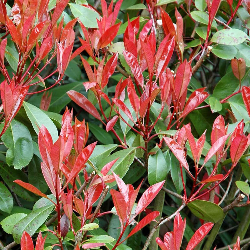 Glanzmispel - Photinia fraseri 'Little Red Robin' - weiß