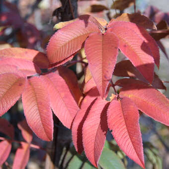 Sorbus sargentiana