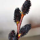 Salix gracilistyla 'Melanocstachys' - Schwarze Weide