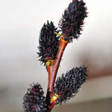 Salix gracilistyla 'Melanocstachys' - Schwarze Kätzchenweide