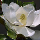 Immergrüne Magnolie - Magnolia grandiflora 'Edith Bogue'