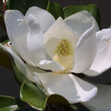 Magnolia grandiflora 'Edith Bogue' - Immergrüne Magnolie