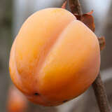Diospyros kaki 'Budapest' - Kaki, Kakipflaume