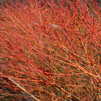 Cornus sanguinea 'Midwinter Fire'