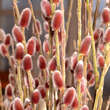 Salix gracilistyla 'Mount Aso': Bild 1/2