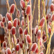 Salix gracilistyla 'Mount Aso': Bild 1/5