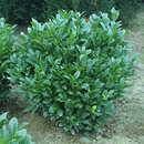 Kirschlorbeer - Prunus laurocerasus 'Compacta'