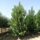 Sophora japonica 'Columnaris' - Säulen-Schnurbaum