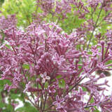 Syringa 'Pink Perfume' - Zwerg-Duftflieder