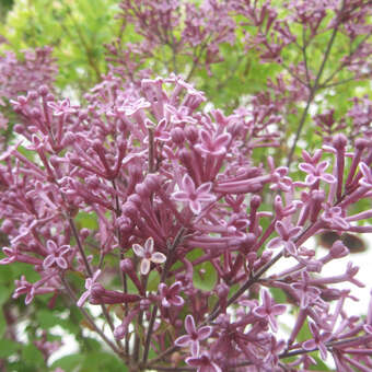 Syringa 'Pink Perfume'