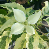 Cornus kousa 'Laura' - Japanischer Blumenhartriegel