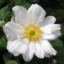 Anemone 'Whirlwind' - Herbstanemone