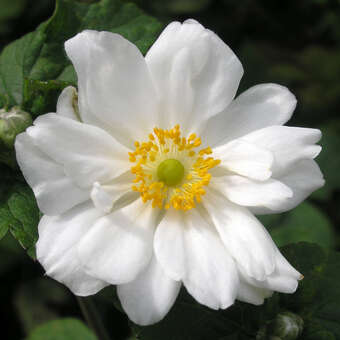 Anemone 'Whirlwind'