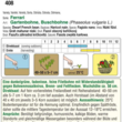 Buschbohne "Ferrari": Bild 4/5